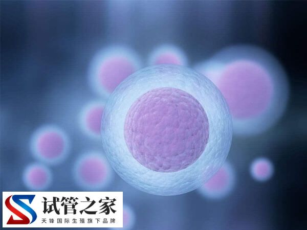 台湾供卵试管婴儿合法吗？