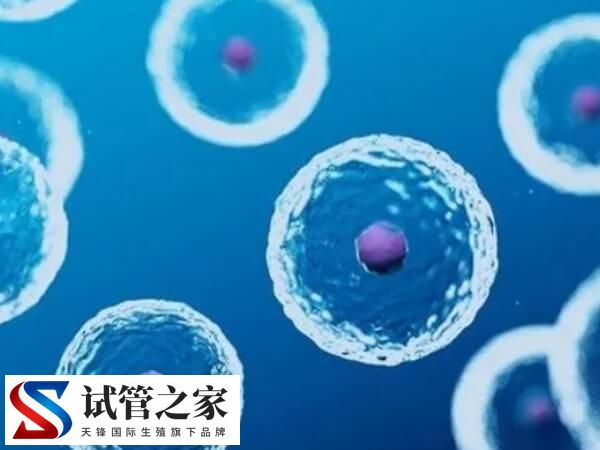 马来西亚的卵子捐赠是合法的吗？